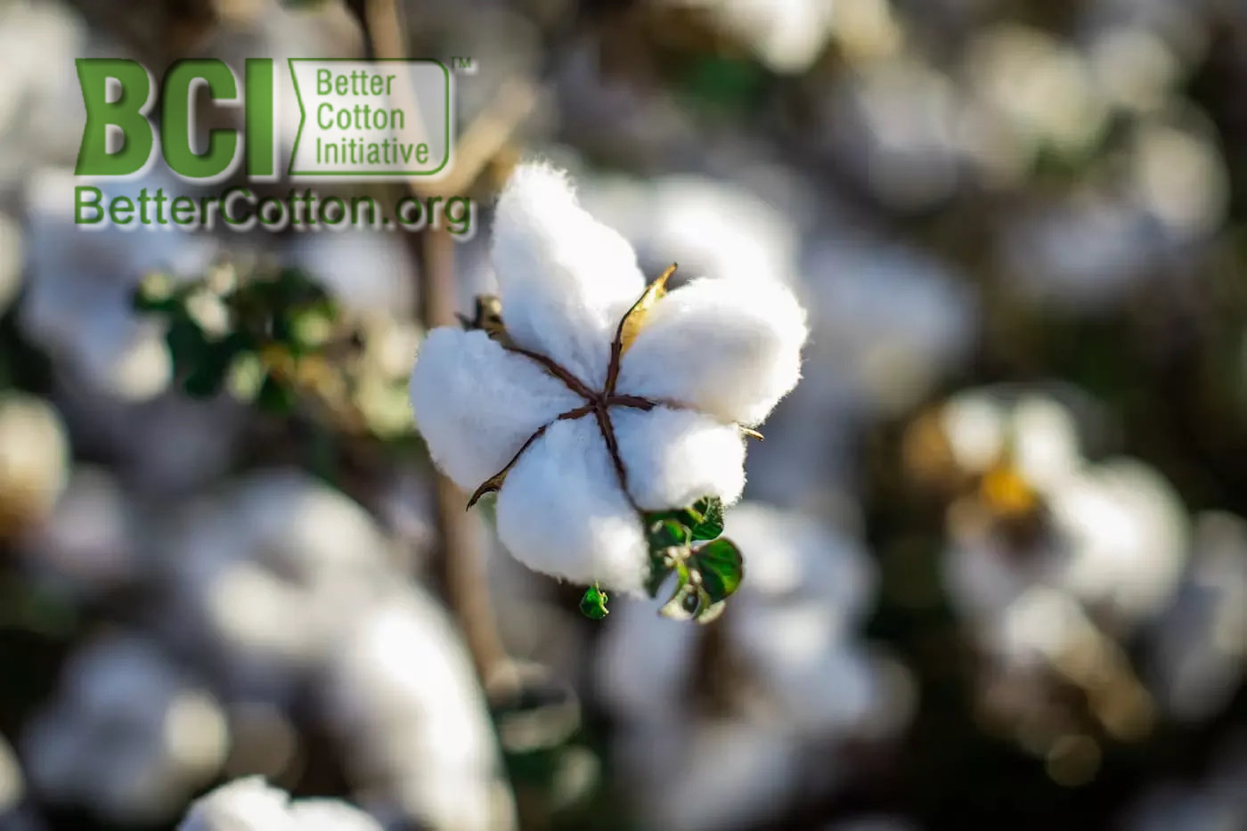 Algodão custo de produção apresenta alta, confira!.jpg