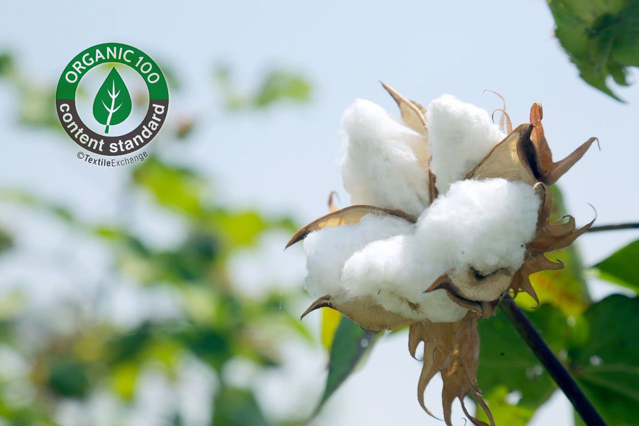 CLEAN COTTON Laundry Soap Mason Jar & Refill - Lightly Scented Refill.jpg