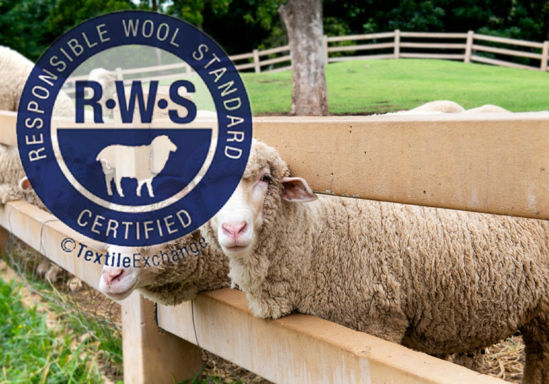 Sheep1.jpg Sheep1.jpg